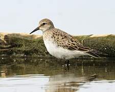 White-rumped Sandpiper