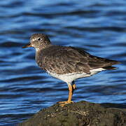 Surfbird