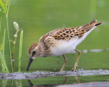 Least Sandpiper