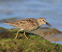 Least Sandpiper