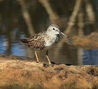 Least Sandpiper