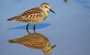 Least Sandpiper