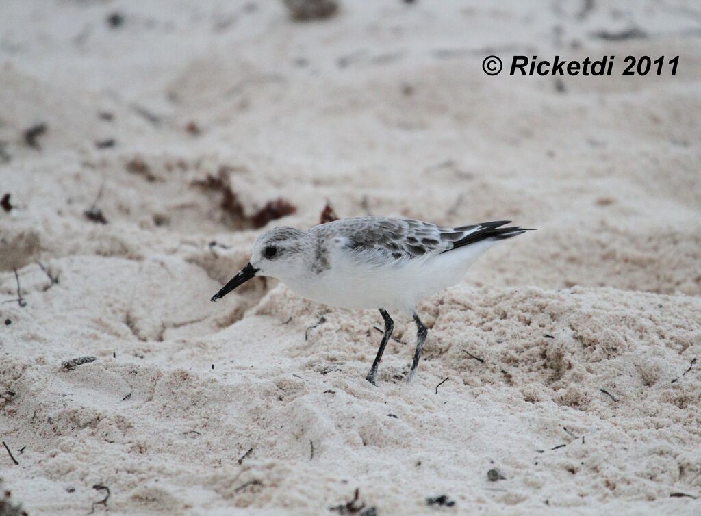 Bécasseau sanderling