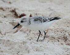 Bécasseau sanderling