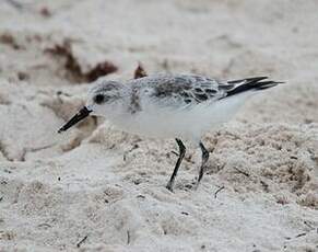 Bécasseau sanderling