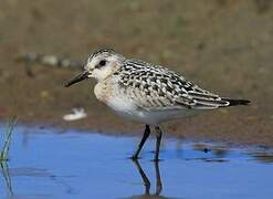 Sanderling