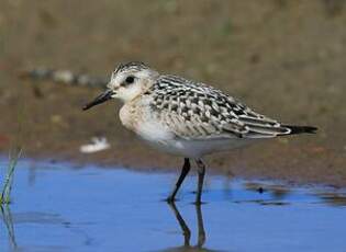 Bécasseau sanderling