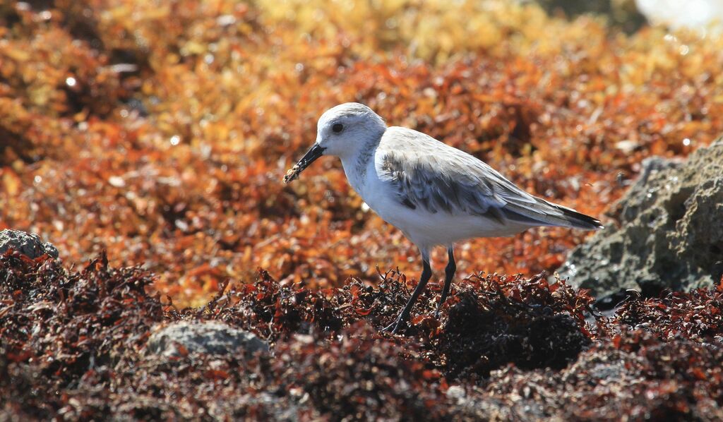 Bécasseau sanderling