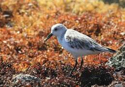 Bécasseau sanderling