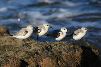 Bécasseau sanderling