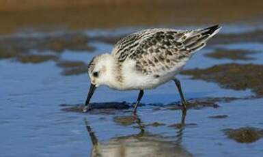 Bécasseau sanderling