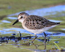 Semipalmated Sandpiper