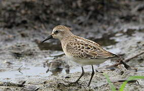 Semipalmated Sandpiper