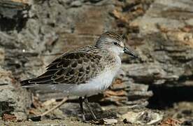 Semipalmated Sandpiper