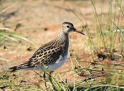 Pectoral Sandpiper