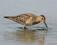 Pectoral Sandpiper