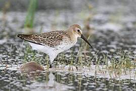 Dunlin