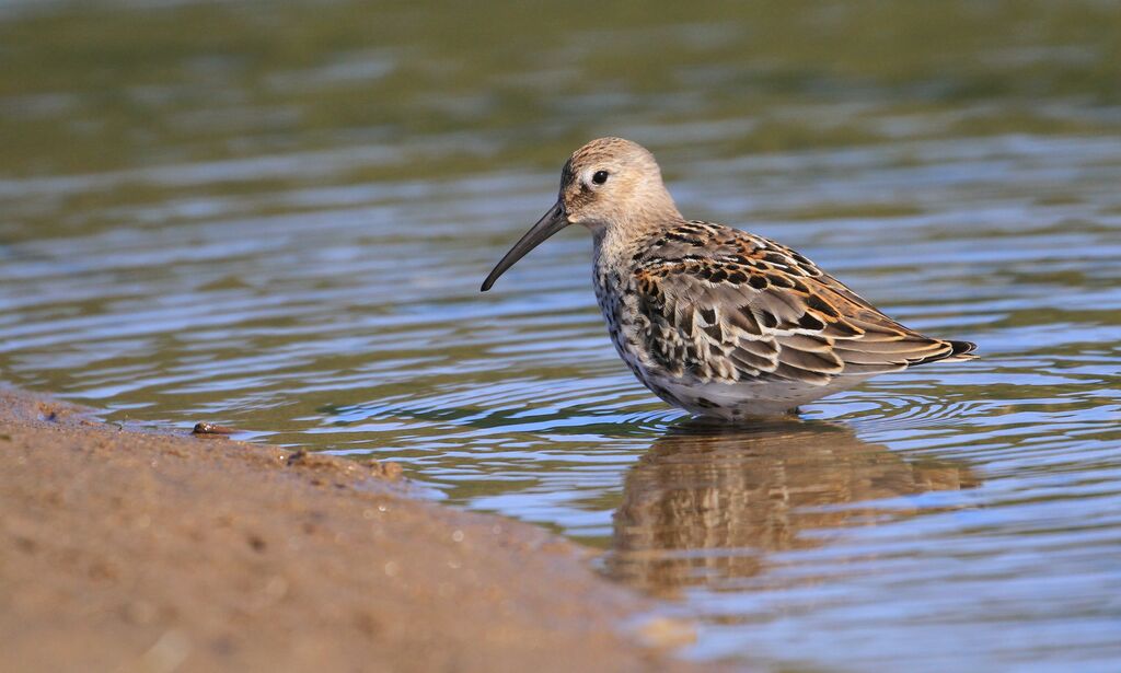 Bécasseau variable