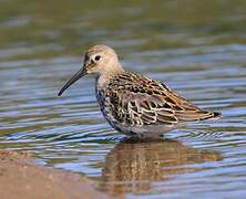 Dunlin