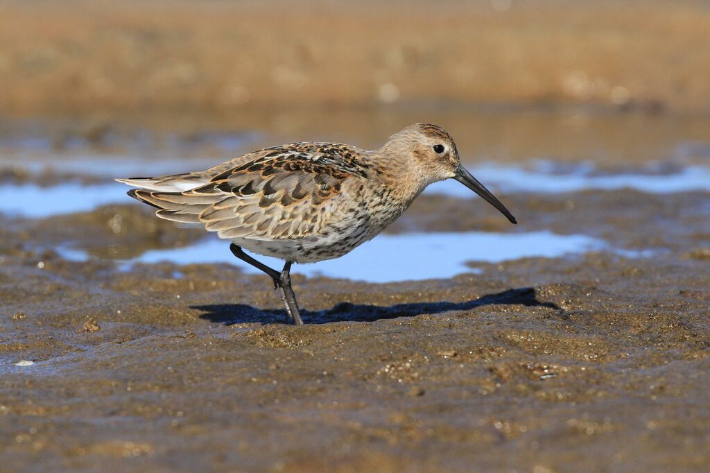 Dunlin