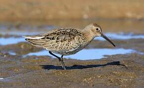 Dunlin