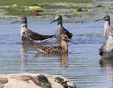 Short-billed Dowitcher