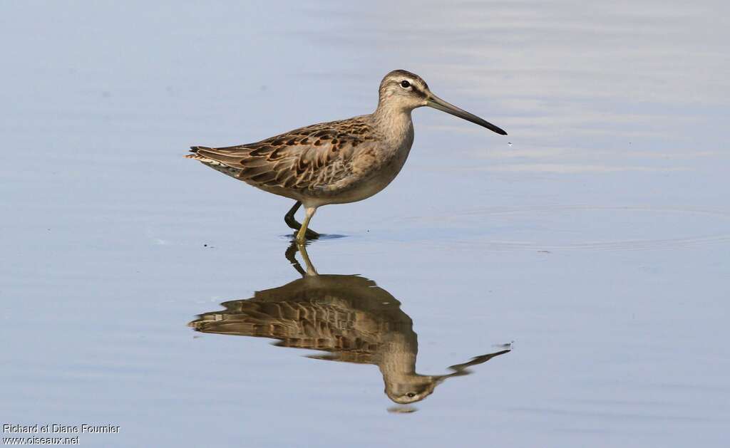 Long-billed Dowitcheradult transition, identification