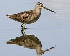 Long-billed Dowitcher