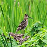 Wilson's Snipe