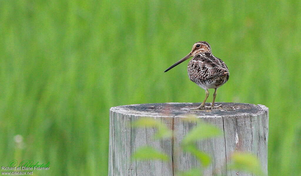 Wilson's Snipeadult, pigmentation, Reproduction-nesting, Behaviour