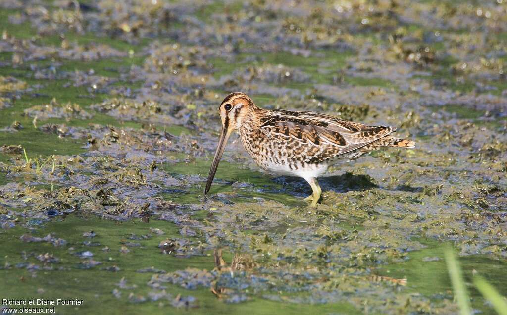 Wilson's Snipe, pigmentation, fishing/hunting