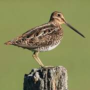 Wilson's Snipe