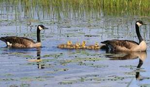 Canada Goose