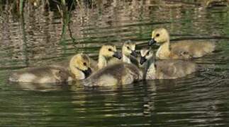 Canada Goose