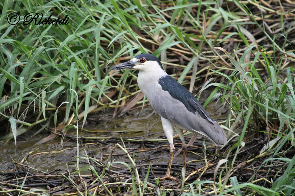 Black-crowned Night Heron