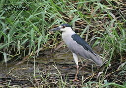 Black-crowned Night Heron