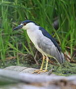 Black-crowned Night Heron