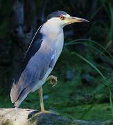 Black-crowned Night Heron