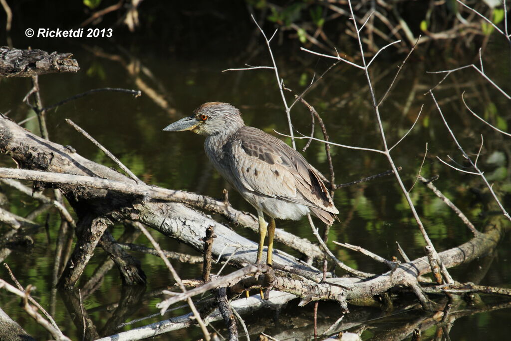 Yellow-crowned Night Heronjuvenile