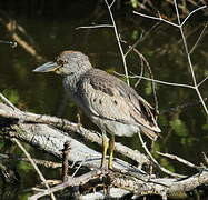 Yellow-crowned Night Heron