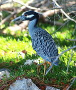 Yellow-crowned Night Heron