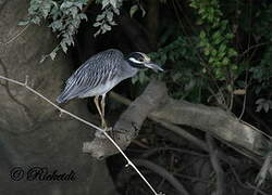 Yellow-crowned Night Heron