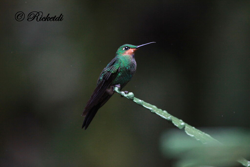 Green-crowned Brilliantjuvenile