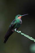 Green-crowned Brilliant