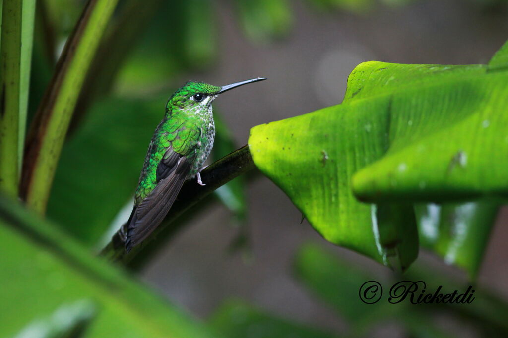 Green-crowned Brilliant female