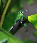 Green-crowned Brilliant