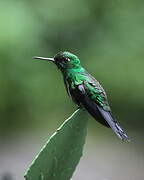 Green-crowned Brilliant