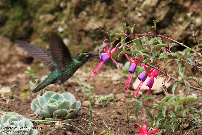 Green-crowned Brilliant, Flight, eats