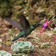 Green-crowned Brilliant