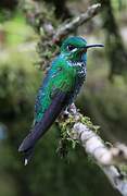 Green-crowned Brilliant